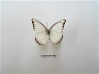 藏品(異色尖粉蝶)的圖片